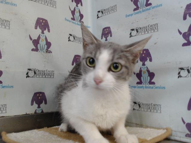 EVIE* Image