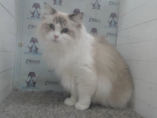 HARPER - Ragdoll available for adoption
