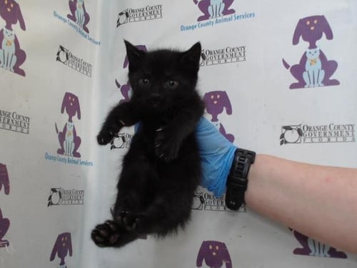 A597900 - Domestic Short Hair available for adoption