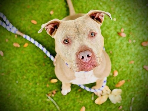 BINGO - Pit Bull Terrier available for adoption