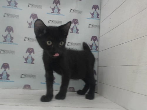 * FREDDY - Domestic Short Hair available for adoption
