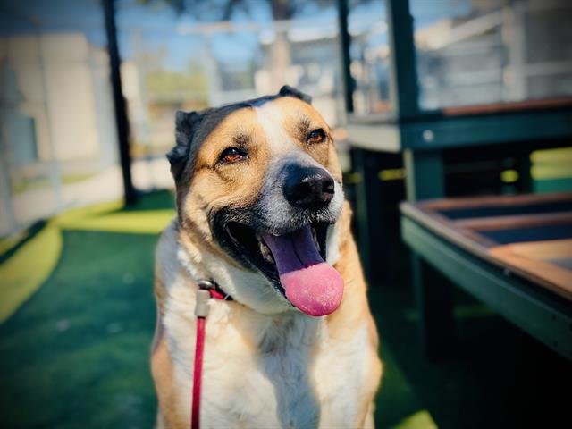 KAYA - Carolina Dog for adoption in Orlando