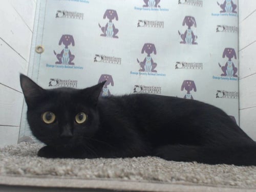 A599671 - Domestic Short Hair available for adoption