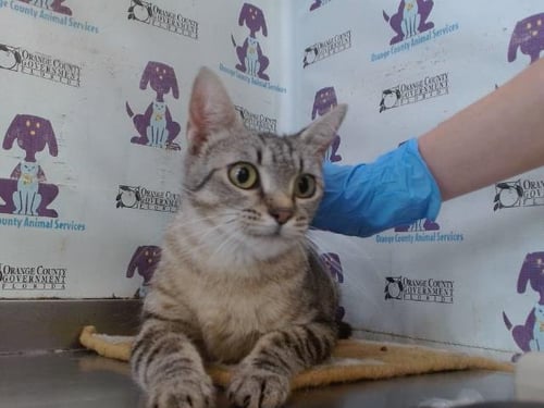 *MOCHI - Domestic Short Hair available for adoption