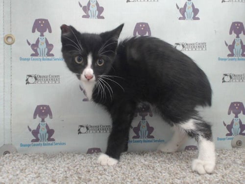 *MIRA - Domestic Short Hair available for adoption