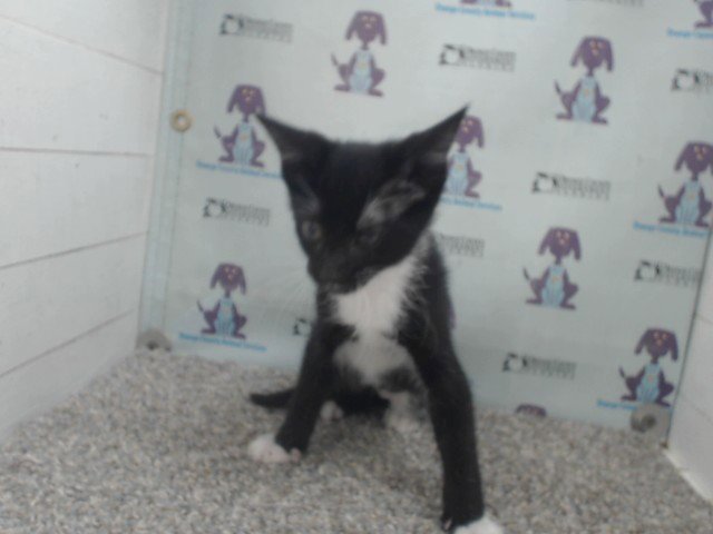 CHLOE Image