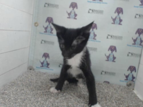 CHLOE - Domestic Short Hair available for adoption