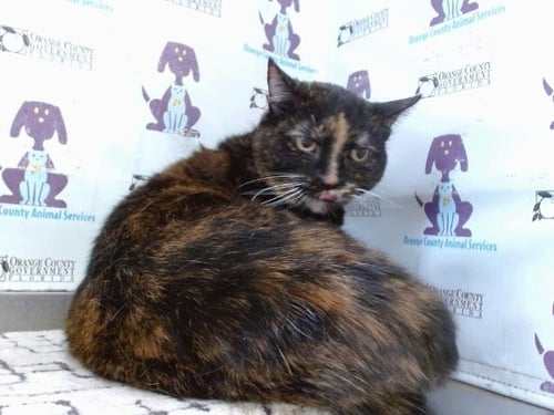 CLEO - Domestic Short Hair available for adoption