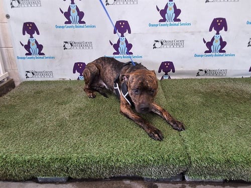 *BARRY - Pit Bull Terrier available for adoption
