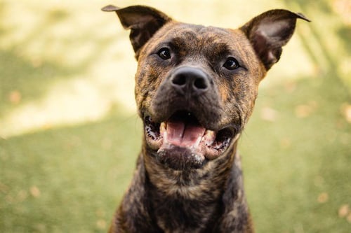*BARRY - Pit Bull Terrier available for adoption