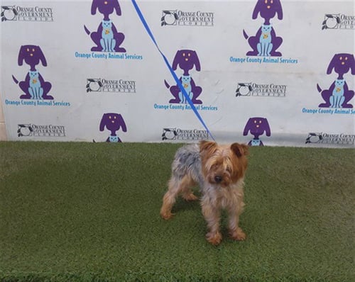 CANELLA - Yorkshire Terrier Yorkie available for adoption