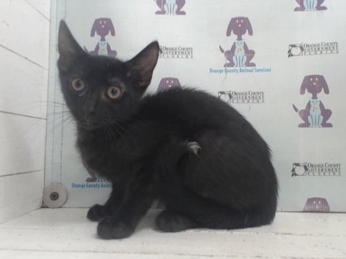 *BECKHAM - Domestic Short Hair available for adoption