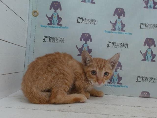 *CUSTARD Image