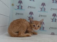 *CUSTARD - Photo 1