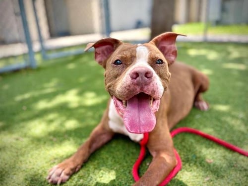 MARY JANE - Pit Bull Terrier available for adoption