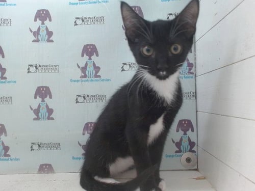 *OREO DISCO - Domestic Short Hair available for adoption