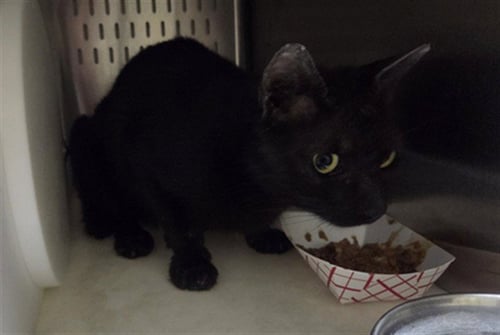 A603395 - Domestic Short Hair available for adoption
