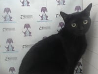 TABATHA - Photo 1