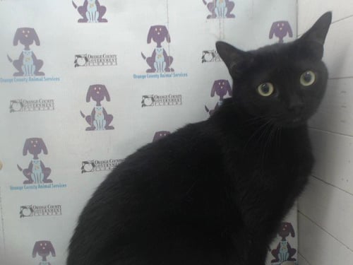 TABATHA - Domestic Short Hair for adoption in Orlando