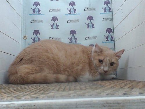 BENJAMIN - Domestic Short Hair for adoption in Orlando