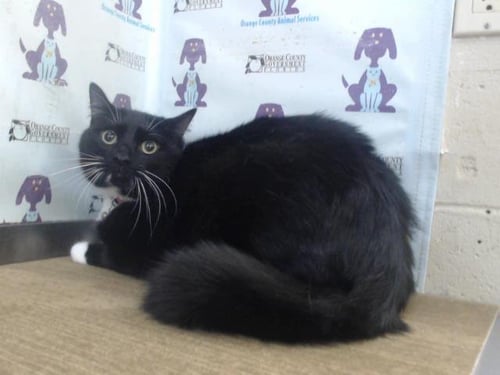 MOTOKI - Domestic Short Hair available for adoption