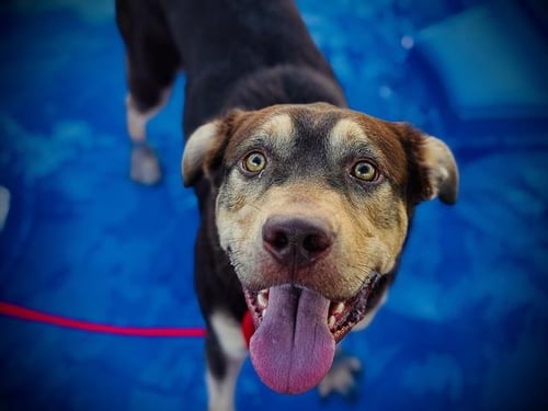 MATEO - Siberian Husky / Pit Bull Terrier available for adoption