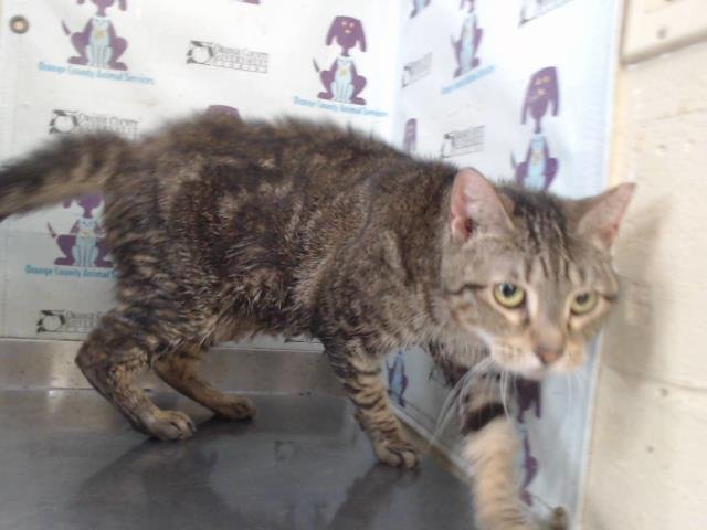 TIGERESS Image