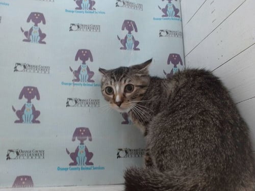 JEEP - Domestic Short Hair available for adoption