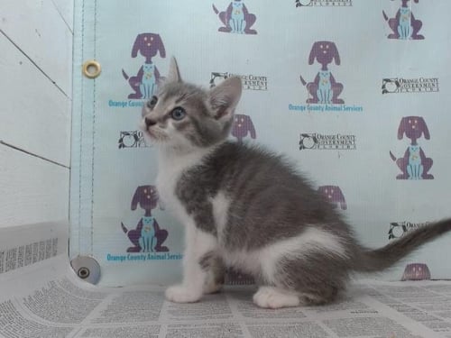 A603658 - Domestic Short Hair available for adoption