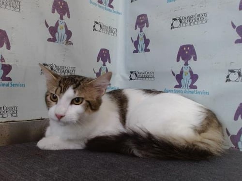 RIKU - Domestic Short Hair available for adoption