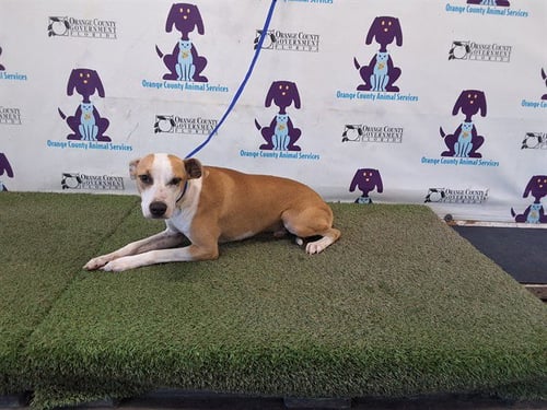 ZAEN - Pit Bull Terrier available for adoption