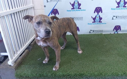 REESE - American Staffordshire Terrier available for adoption