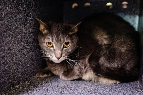 SMOKEY - Domestic Short Hair available for adoption
