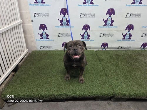 BEAST - Bulldog available for adoption