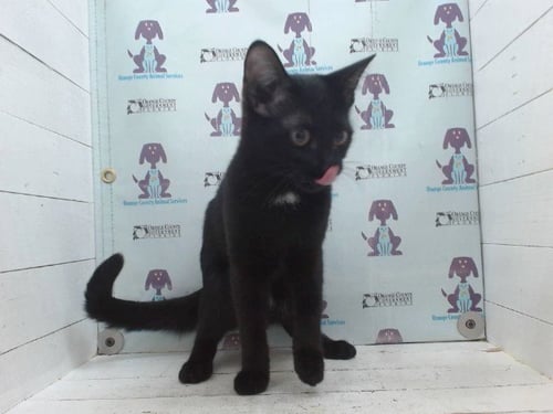 IRIS - Domestic Short Hair available for adoption