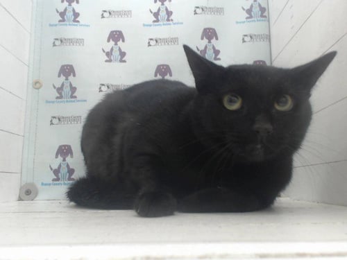 WEDNESDAY - Domestic Short Hair for adoption in Orlando