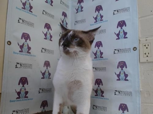 ANGEL - Siamese available for adoption