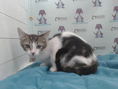 A601257 - Domestic Short Hair available for adoption
