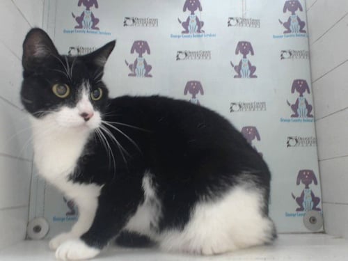 SASSY - Domestic Short Hair available for adoption