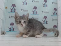 *PECAN - Photo 1