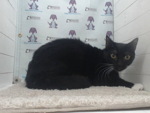EEVEE - Domestic Short Hair available for adoption