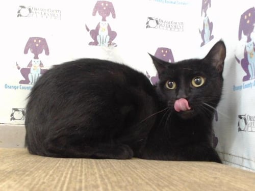 FII - Domestic Short Hair available for adoption