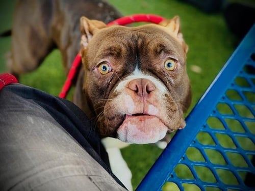 *WENDY - Bulldog available for adoption