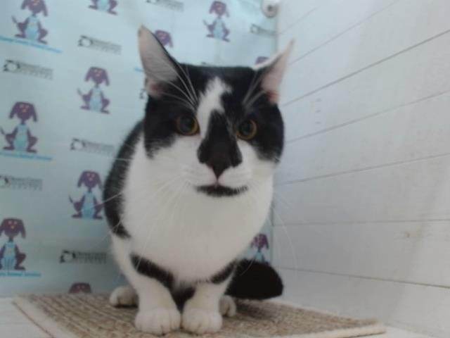 DEXTER Image