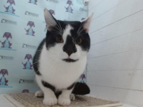 DEXTER - Domestic Medium Hair available for adoption