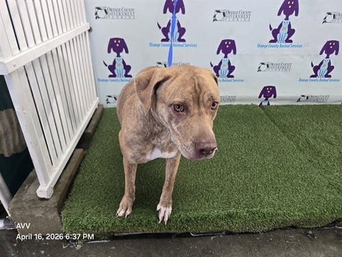 SOPHIE - Pit Bull Terrier available for adoption