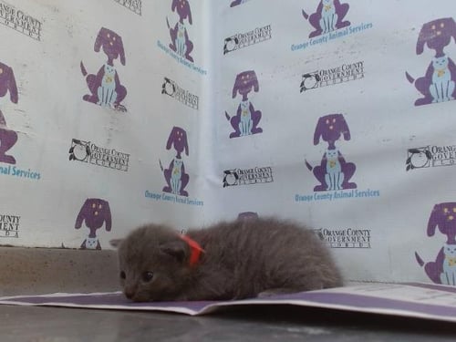 *COSMO - Domestic Short Hair available for adoption