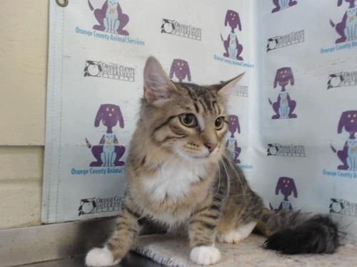 BOOTS - Domestic Medium Hair available for adoption