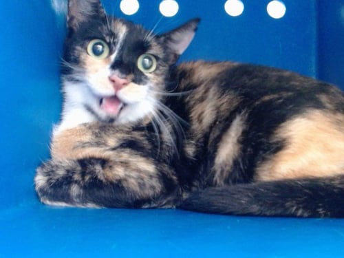 *CLAIRE - Domestic Short Hair available for adoption