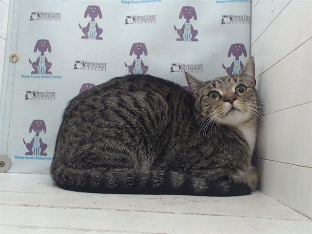 BENTLEY - Domestic Short Hair available for adoption